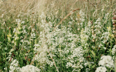 Moosalp_Sommer_SilvanoZeiter-0115